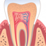 Conservative Dentistry And Endodontics